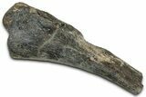 Fossil Dinosaur Bone Section - Montana #326477-1